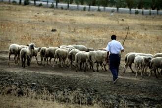 ΚΑΤΑΡΤΙΣΤΗΚΑΝ ΟΙ ΚΑΤΑΣΤΑΣΕΙΣ ΓΙΑ ΚΑΤΑΝΟΜΗ ΒΟΣΚΟΤΟΠΩΝ 2020 ΣΤΗΝ Π.Ε. ΛΑΡΙΣΑΣ
