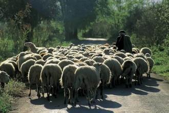 ΕΚΤΟΣ ΕΙΔΙΚΟΥ ΚΑΘΕΣΤΩΤΟΣ ΦΠΑ ΜΙΚΡΟΚΤΗΝΟΤΡΟΦΟΙ ΛΟΓΩ DE MINIMIS