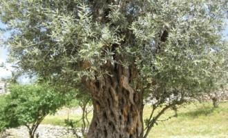 ΑΝΑΚΟΙΝΩΘΗΚΑΝ ΟΙ ΔΙΚΑΙΟΥΧΟΙ ΤΩΝ ΠΣΕΑ 2017 ΓΙΑ ΤΙΣ ΕΛΙΕΣ ΣΤΟ ΔΗΜΟ ΤΥΡΝΑΒΟΥ
