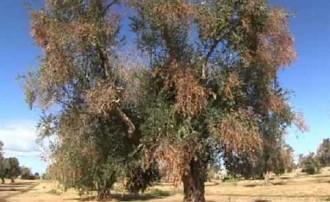 ΑΝΗΣΥΧΙΑ ΓΙΑ ΤΟΝ ΟΡΓΑΝΙΣΜΟ ΚΑΡΑΝΤΙΝΑΣ XYLELLA FASTIDIOSA