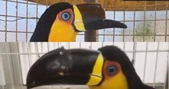 ΕΚΤΥΠΩΣΑΝ ΤΡΙΣΔΙΑΣΤΟ ΡΑΜΦΟΣ ΣΕ TOUCAN!