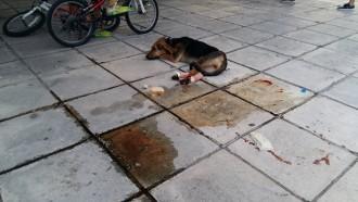 ΒΡΗΚΕ ΑΓΑΠΗ ΚΑΙ ΣΤΟΡΓΗ ΤΟ ΤΡΑΥΜΑΤΙΣΜΕΝΟ ΣΚΥΛΑΚΙ ΤΗΣ ΕΛΑΣΣΟΝΑΣ