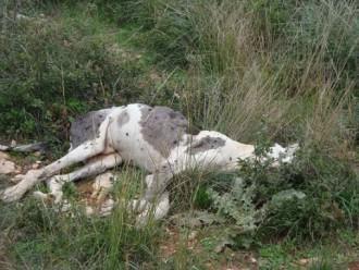 ΕΙΚΟΝΕΣ ΝΤΡΟΠΗΣ ΚΑΙ ΦΡΙΚΗΣ ΣΤΟ ΚΑΤΑΦΥΓΙΟ ΑΔΕΣΠΟΤΩΝ ΤΟΥ ΒΟΛΟΥ