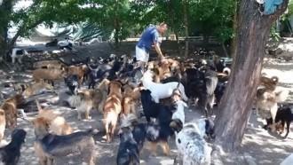 ΠΑΡΑΚΟΛΟΥΘΗΣΤΕ 450 ΣΚΥΛΙΑ ΝΑ ΠΑΙΖΟΥΝ ΣΕ ΣΕΡΒΙΚΟ ΚΑΤΑΦΥΓΙΟ