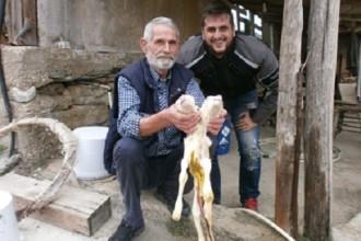 ΔΙΚΕΦΑΛΟ ΑΡΝΙ ΓΕΝΝΗΘΗΚΕ ΣΤΟ ΑΣΠΡΟΧΩΜΑ ΟΛΥΜΠΟΥ