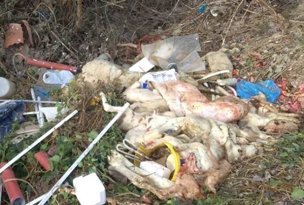 ΑΣΥΝΕΙΔΗΤΟΙ ΠΕΤΑΞΑΝ ΝΕΚΡΑ ΖΩΑ ΔΙΠΛΑ ΣΕ ΣΠΙΤΙΑ ΣΤΟΝ ΑΜΠΕΛΩΝΑ
