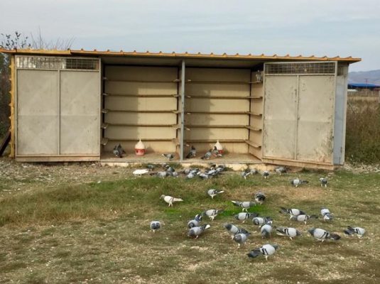 ΠΑΝΕΛΛΗΝΙΑ ΣΥΝΑΝΤΗΣΗ ΠΕΡΙΣΤΕΡΑΔΩΝ ΤΗΝ ΚΥΡΙΑΚΗ ΣΤΟΝ ΑΜΠΕΛΩΝΑ