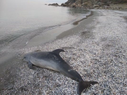 ΝΕΚΡΟ ΔΕΛΦΙΝΙ ΣΤΗΝ ΠΑΡΑΛΙΑ ΤΗΣ ΒΕΛΙΚΑΣ