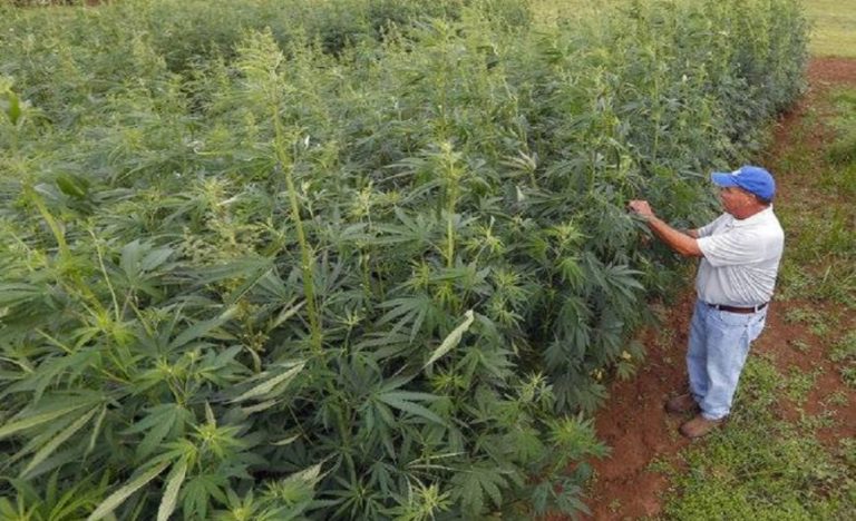 ΣΤΗ ΛΑΡΙΣΑ Η ΠΡΩΤΗ ΠΑΝΕΛΛΑΔΙΚΗ ΗΜΕΡΙΔΑ ΓΙΑ ΤΗ ΒΙΟΜΗΧΑΝΙΚΗ ΚΑΝΝΑΒΗ