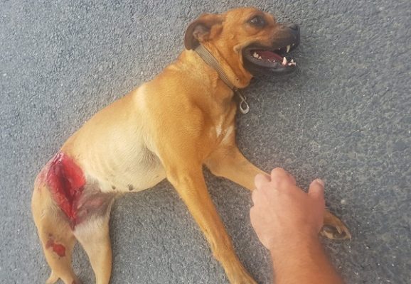 ΜΑΘΗΜΑ ΑΝΘΡΩΠΙΑΣ ΚΑΙ ΦΙΛΟΖΩΙΑΣ ΑΠΟ ΛΑΡΙΣΑΙΟ