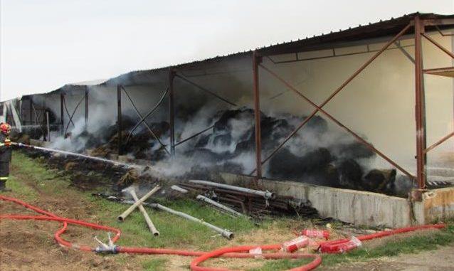 ΝΕΚΡΑ 300 ΠΡΟΒΑΤΑ ΛΟΓΩ ΦΩΤΙΑΣ ΣΕ ΠΟΙΜΝΙΟΣΤΑΣΙΟ ΣΤΟΥΣ ΑΓΙΟΥΣ ΑΝΑΡΓΥΡΟΥΣ