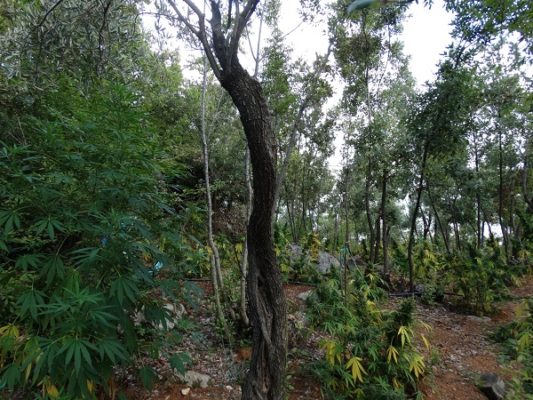 2 ΣΥΛΛΗΨΕΙΣ ΓΙΑ ΥΠΕΡΣΥΓΧΡΟΝΗ ΦΥΤΕΙΑ 1.500 ΔΕΝΔΡΥΛΛΙΩΝ ΧΑΣΙΣ ΣΤΗΝ ΚΑΡΙΤΣΑ (ΦΩΤΟ)