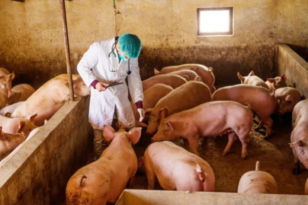 ΑΥΞΗΣΗ ΤΩΝ ΜΕΤΡΩΝ ΒΙΟΑΣΦΑΛΕΙΑΣ ΚΑΤΑ ΤΗΣ ΑΦΡΙΚΑΝΙΚΗΣ ΠΑΝΩΛΟΥΣ ΤΩΝ ΧΟΙΡΩΝ ΣΤΗ ΘΕΣΣΑΛΙΑ