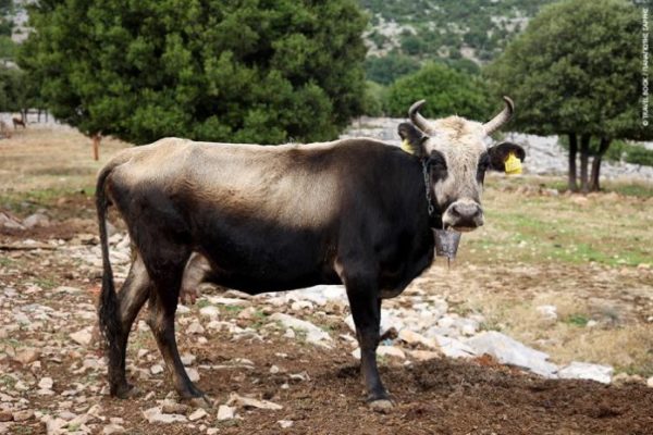 ΗΜΕΡΙΔΑ ΓΙΑ ΤΗΝ ΕΚΤΡΟΦΗ ΒΟΟΕΙΔΩΝ ΒΡΑΧΥΚΕΡΑΤΙΚΗΣ ΦΥΛΗΣ