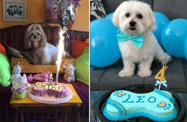 HAPPY DOG – HAPPY BIRTHDAY: ΤΩΡΑ ΚΑΙ ΤΟΥΡΤΕΣ ΓΕΝΕΘΛΙΩΝ ΓΙΑ ΤΟΥΣ ΤΕΤΡΑΠΟΔΟΥΣ ΦΙΛΟΥΣ ΜΑΣ