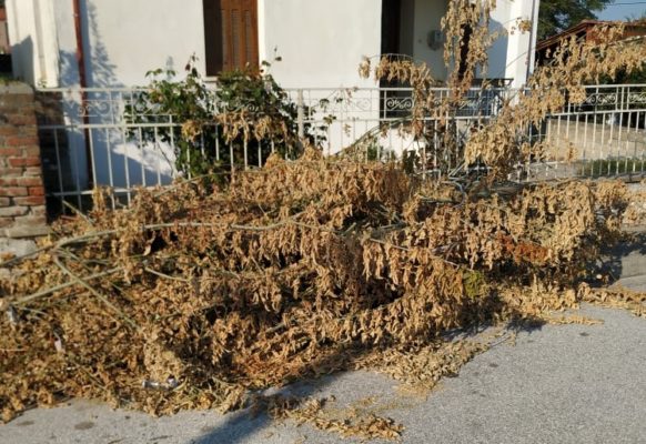 ΠΑΡΑΠΟΝΑ ΑΜΠΕΛΩΝΙΤΩΝ ΓΙΑ ΞΕΧΑΣΜΕΝΑ ΚΛΑΔΙΑ…