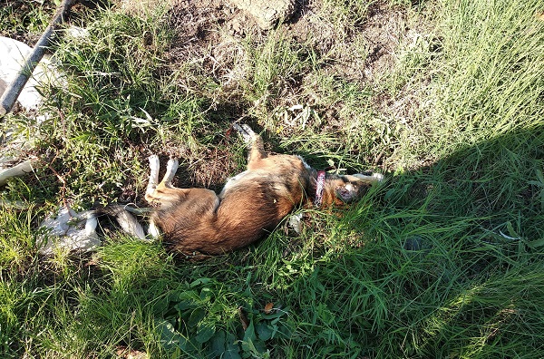 ΥΠΑΝΘΡΩΠΟΣ ΣΤΗ ΦΑΛΑΝΗ ΕΞΟΝΤΩΣΕ ΜΕ ΦΟΛΑ ΔΕΣΠΟΖΟΜΕΝΟ ΖΩΟ ΠΟΥ ΕΙΧΕ ΓΛΥΤΩΣΕΙ ΑΠΟ ΤΗ ΜΑΝΙΑ ΤΟΥ  ΠΡΙΝ ΜΙΑ ΕΒΔΟΜΑΔΑ!! (ΦΩΤΟ)