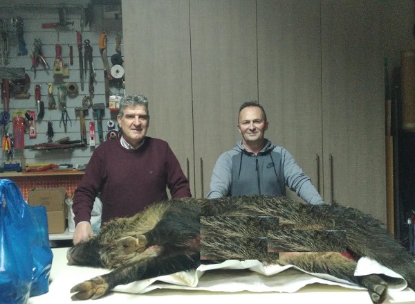 ΚΥΝΗΓΟΙ ΠΡΟΣΦΕΡΑΝ ΚΡΕΑΣ ΑΓΡΙΟΧΟΙΡΟΥ ΣΤΟ ΣΥΣΣΙΤΙΟ ΤΗΣ ΜΗΤΡΟΠΟΛΗΣ