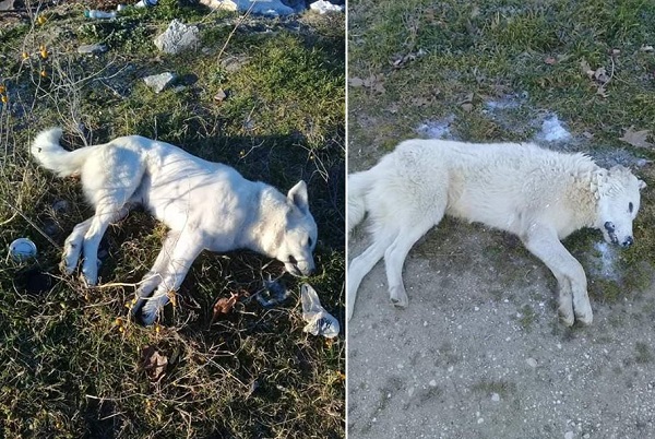 ΑΠΑΝΘΡΩΠΟΙ ΔΟΛΟΦΟΝΗΣΑΝ 5 ΣΚΥΛΙΑ ΣΤΟ ΑΡΓΥΡΟΠΟΥΛΙ