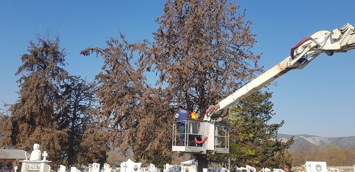 ΕΡΓΑΣΙΕΣ ΚΑΘΑΡΙΣΜΟΥ ΚΑΙ ΑΠΟΜΑΚΡΥΝΣΗΣ ΕΠΙΚΙΝΔΥΝΩΝ ΔΕΝΔΡΩΝ ΑΠΟ ΤΟ ΝΕΚΡΟΤΑΦΕΙΟ ΑΡΓΥΡΟΠΟΥΛΙΟΥ