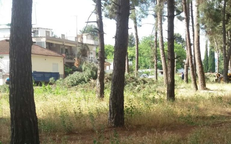 ΜΕ ΕΝΤΟΛΗ ΠΥΡΟΣΒΕΣΤΙΚΗΣ ΚΟΠΗΚΑΝ ΔΕΝΔΡΑ ΣΤΟΝ ΠΡΟΦΗΤΗ ΗΛΙΑ ΤΥΡΝΑΒΟΥ