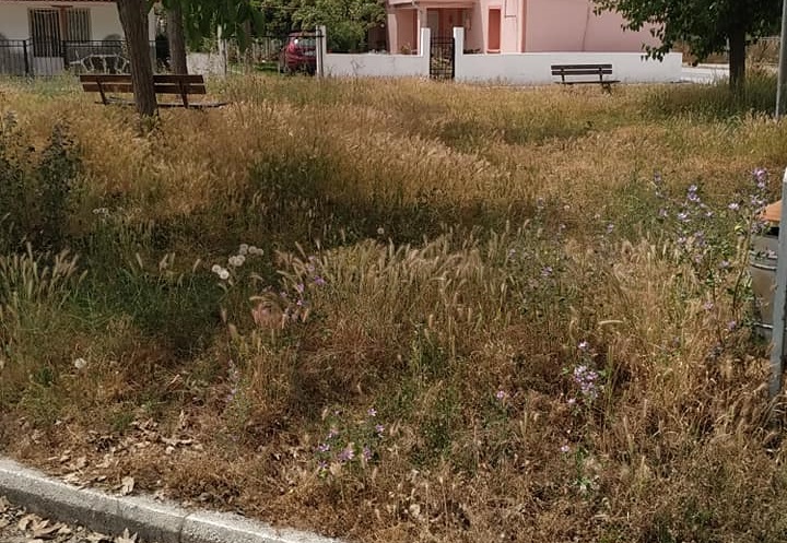ΝΤΡΕΠΟΜΑΙ ΝΑ ΚΟΙΤΑΞΩ ΤΑ ΧΑΛΙΑ ΣΤΗΝ ΠΛΑΤΕΙΑ ΤΗΣ ΓΕΙΤΟΝΙΑΣ ΜΟΥ