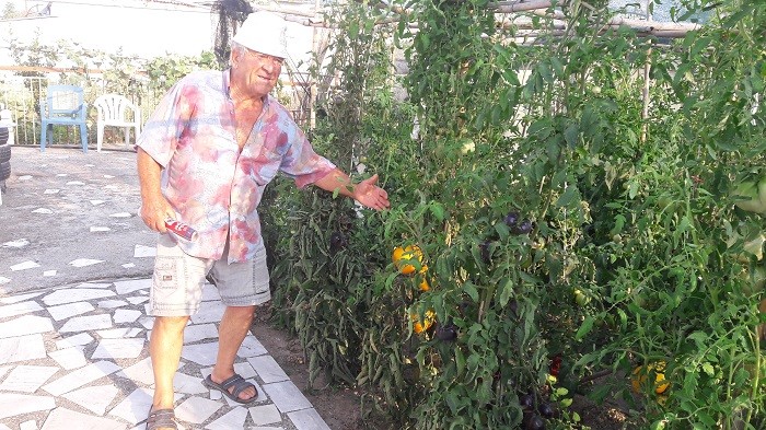 ΚΙΤΡΙΝΕΣ ΚΑΙ ΜΑΥΡΕΣ ΝΤΟΜΑΤΕΣ “ΓΙΓΑΣ” ΣΤΟΝ ΑΜΠΕΛΩΝΑ (ΦΩΤΟ)