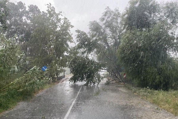 ΕΠΕΣΑΝ ΔΕΝΔΡΑ ΣΤΟ ΔΡΟΜΟ ΑΡΓΥΡΟΠΟΥΛΙΟΥ