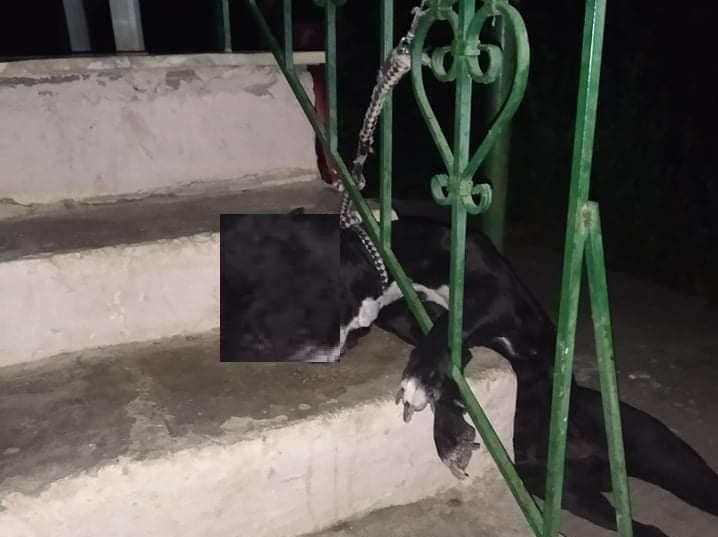 ΦΥΛΑΚΙΣΗ ΚΑΙ ΜΕΓΑΛΟ ΠΡΟΣΤΙΜΟ ΣΕ ΚΑΤΟΙΚΟ ΤΟΥ ΔΗΜΟΥ ΚΙΛΕΛΕΡ ΓΙΑ ΤΟΝ ΘΑΝΑΤΟ ΤΟΥ ΣΚΥΛΟΥ ΤΟΥ