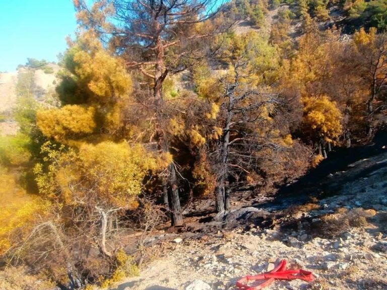 ΑΝΑΔΑΣΩΤΕΑ Η ΕΚΤΑΣΗ ΤΗΣ ΚΟΙΝΟΤΗΤΑΣ ΤΣΑΡΙΤΣΑΝΗΣ ΜΕΤΑ ΤΗΝ ΠΥΡΚΑΓΙΑ ΤΟΥ ΑΥΓΟΥΣΤΟΥ