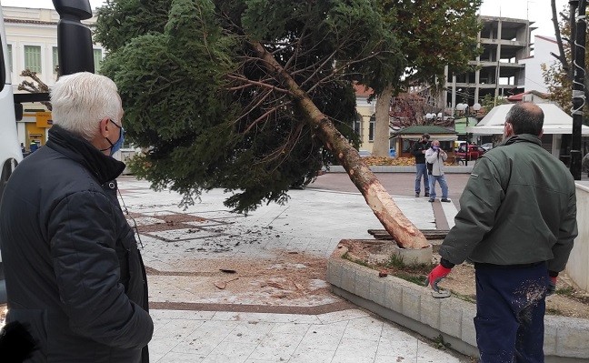 ΣΤΗΝ ΠΛΑΤΕΙΑ ΜΕΣ’ ΣΤΟ ΚΕΝΤΡΟ ΣΤΗΘΗΚΕ ΚΑΙΝΟΥΡΓΙΟ ΔΕΝΔΡΟ…