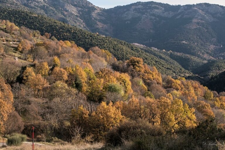 ΜΑΓΕΥΕΙ Ο ΦΘΙΝΟΠΩΡΙΝΟΣ ΚΙΣΣΑΒΟΣ ΜΕΣΑ ΣΤΟΝ ΔΕΚΕΜΒΡΗ (ΦΩΤΟ)