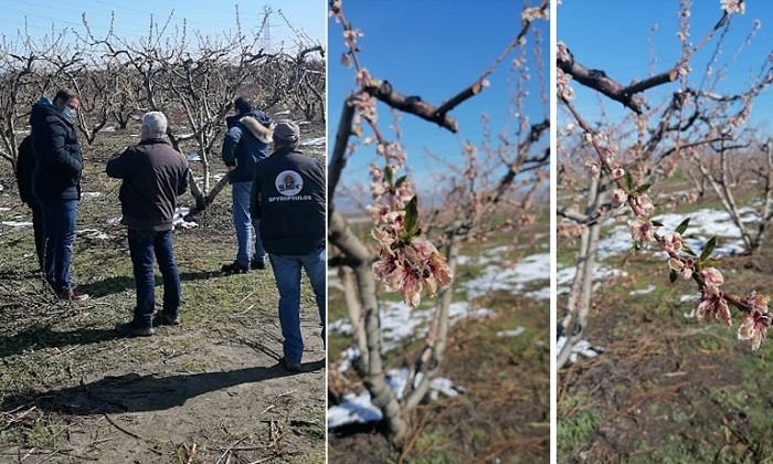 ΠΑΓΕΤΟΣ: ΑΜΕΣΕΣ ΑΠΟΖΗΜΙΩΣΕΙΣ ΖΗΤΟΥΣ ΟΙ ΑΓΡΟΤΙΚΟΙ ΣΥΛΛΟΓΟΙ ΤΟΥ ΔΗΜΟΥ ΤΥΡΝΑΒΟΥ