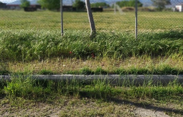 ΥΠΟΨΗΦΙΟΙ ΤΩΝ ΠΑΝΕΛΛΑΔΙΚΩΝ ΔΕΝ ΜΠΟΡΟΥΝ ΝΑ ΧΡΗΣΙΜΟΠΟΙΗΣΟΥΝ ΤΟ ΒΟΗΘΙΚΟ ΓΗΠΕΔΟ ΣΤΟΝ ΑΜΠΕΛΩΝΑ ΛΟΓΩ ΕΓΚΑΤΑΛΕΙΨΗΣ
