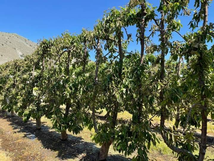 ΑΓΝΩΣΤΟΙ ΚΑΤΕΣΤΡΕΨΑΝ ΜΕ ΖΙΖΑΝΙΟΚΤΟΝΟ 18 ΣΤΡ. ΚΑΛΛΙΕΡΓΕΙΑ ΚΕΡΑΣΙΑΣ ΣΤΟΝ ΤΥΡΝΑΒΟ