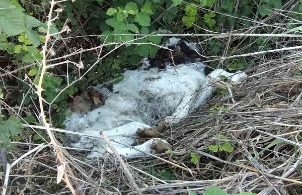 ΠΕΤΑΞΑΝ ΝΕΚΡΟ ΜΟΣΧΑΡΙ ΣΕ ΑΡΔΕΥΤΙΚΟ ΚΑΝΑΛΙ ΣΤΟΝ ΑΜΠΕΛΩΝΑ