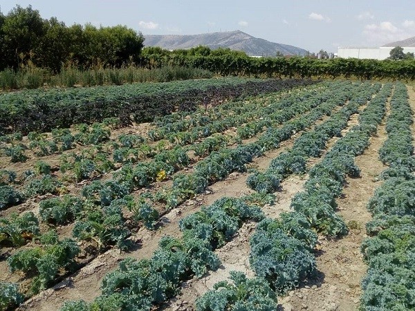 ΚΕΪΛ ΤΥΡΝΑΒΟΥ: ΜΙΑ ΥΠΕΡΤΡΟΦΗ ΑΠΟ ΤΟ ΧΩΡΑΦΙ ΣΤΟ ΠΙΑΤΟ ΣΑΣ