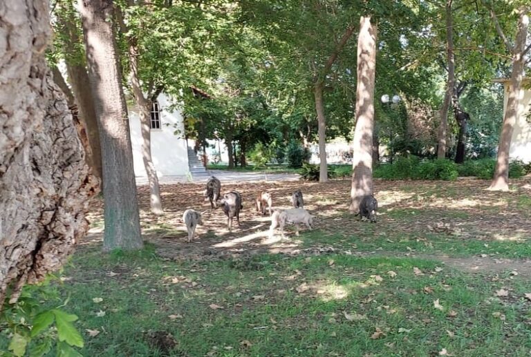 ΟΙΚΟΓΕΝΕΙΑ ΓΟΥΡΟΥΝΙΩΝ ΚΑΝΕΙ ΒΟΛΤΕΣ ΣΤΟΝ ΑΜΠΕΛΩΝΑ!!!! (ΦΩΤΟ)