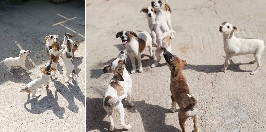 ΣΚΥΛΑΚΙΑ ΨΑΧΝΟΥΝ ΣΠΙΤΙ