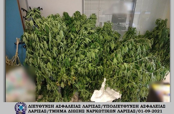 ΜΙΑ ΣΥΛΛΗΨΗ ΕΞΩ ΑΠΟ ΤΟΝ ΑΜΠΕΛΩΝΑ ΓΙΑ ΚΑΛΛΙΕΡΓΕΙΑ 13 ΔΕΝΔΡΥΛΛΙΩΝ ΧΑΣΙΣ ΣΕ ΘΕΡΜΟΚΗΠΙΟ ΣΤΗ ΦΑΛΑΝΗ