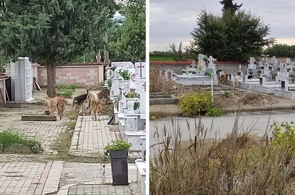 ΔΙΑΜΑΡΤΥΡΟΜΕΝΟΙ ΑΜΠΕΛΩΝΙΤΕΣ ΖΗΤΟΥΝ ΤΗΝ ΠΑΡΕΜΒΑΣΗ ΤΟΥ ΔΗΜΟΥ ΓΙΑ ΤΑ ΑΔΕΣΠΟΤΑ ΣΤΟ ΝΕΚΡΟΤΑΦΕΙΟ ΚΑΙ ΣΤΟΥΣ ΔΡΟΜΟΥΣ