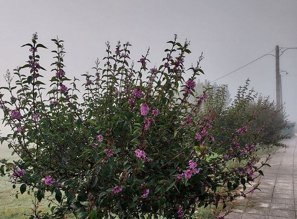 ΟΤΑΝ Η ΦΥΣΗ ΜΠΕΡΔΕΥΕΤΑΙ ΚΑΙ ΜΠΕΡΔΕΥΕΙ (ΦΩΤΟ)