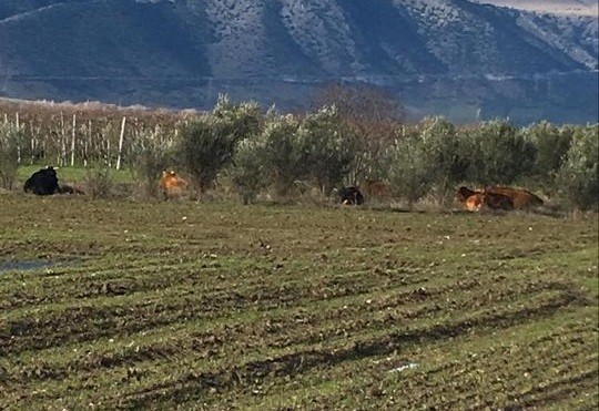 ΠΑΡΑΠΟΝΑ ΓΙΑ ΑΓΕΛΑΔΕΣ ΠΟΥ ΜΠΑΙΝΟΥΝ ΣΕ ΧΩΡΑΦΙΑ ΣΤΑ ΔΕΛΕΡΙΑ