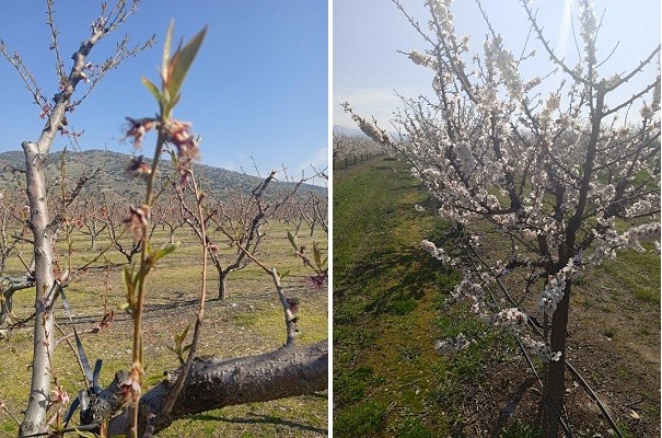 ΣΕ ΑΠΟΓΝΩΣΗ ΛΟΓΩ ΠΑΓΕΤΟΥ ΟΙ ΔΕΝΔΡΟΚΑΛΛΙΕΡΓΗΤΕΣ ΣΤΟ ΔΗΜΟ ΤΥΡΝΑΒΟΥ