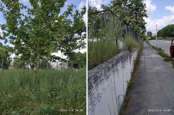 ΑΘΛΙΑ Η ΚΑΤΑΣΤΑΣΗ ΣΤΟ ΑΛΣΟΣ ΤΟΥ ΑΓΙΟΥ ΓΕΩΡΓΙΟΥ ΣΤΟΝ ΑΜΠΕΛΩΝΑ