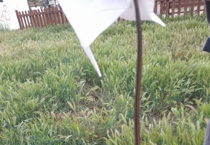 ΚΑΤΑΓΓΕΛΙΑ ΓΙΑ ΦΙΔΙΑ ΣΤΟ ΠΑΡΚΟ ΤΟΥ ΠΡΟΦΗΤΗ ΗΛΙΑ ΣΤΟΝ ΑΜΠΕΛΩΝΑ