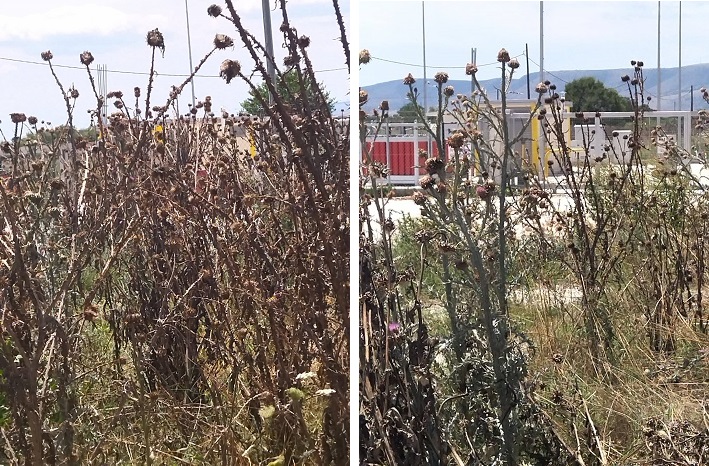 ΑΜΕΡΙΜΝΗΣΙΑ ΚΑΙ ΑΔΙΑΦΟΡΙΑ ΔΙΑΚΑΤΕΧΕΙ ΤΗ ΔΗΜΟΤΙΚΗ ΑΡΧΗ ΤΟΥ ΔΗΜΟΥ ΤΥΡΝΑΒΟΥ