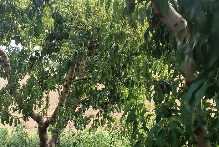 ΕΚΛΕΨΑΝ 3 ΤΟΝ. ΝΕΚΤΑΡΙΝΙΑ ΜΕΡΑ ΜΕΣΗΜΕΡΙ ΑΠΟ ΠΕΡΙΒΟΛΙ ΣΤΟΝ ΤΥΡΝΑΒΟ