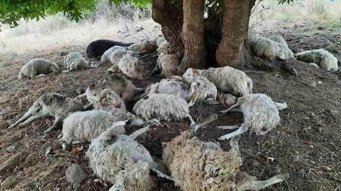ΚΕΡΑΥΝΟΣ ΣΚΟΤΩΣΕ ΠΕΡΙΣΣΟΤΕΡΑ ΑΠΟ 50 ΠΡΟΒΑΤΑ