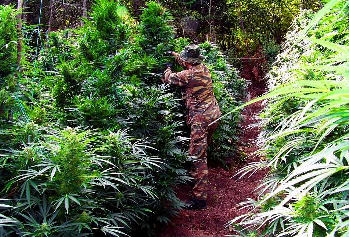 ΣΥΝΕΧΙΖΕΤΑΙ ΚΑΙ ΣΗΜΕΡΑ Η ΕΚΡΙΖΩΣΗ ΤΩΝ ΔΕΝΔΡΥΛΛΙΩΝ ΧΑΣΙΣ ΣΤΟΝ ΟΛΥΜΠΟ